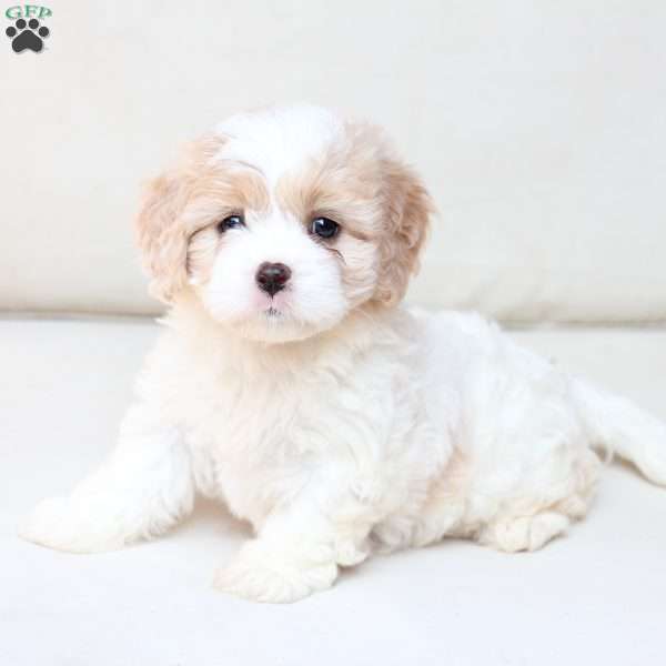 Bailey, Cavachon Puppy