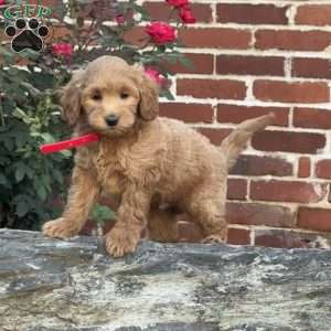 Wally, Mini Labradoodle Puppy