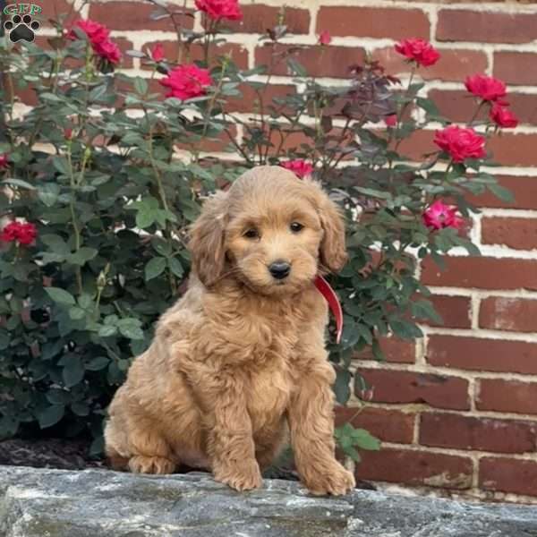 Wally, Mini Labradoodle Puppy