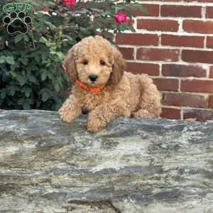 Wilma, Mini Labradoodle Puppy