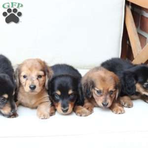 Ozzy, Dachshund Puppy