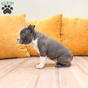 Bruse, Boston Terrier Puppy