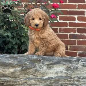 Wilma, Mini Labradoodle Puppy