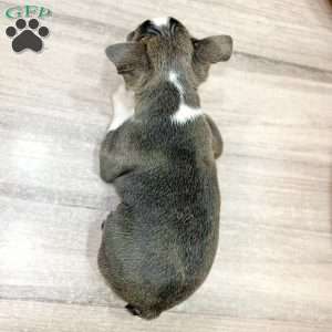 Bruse, Boston Terrier Puppy