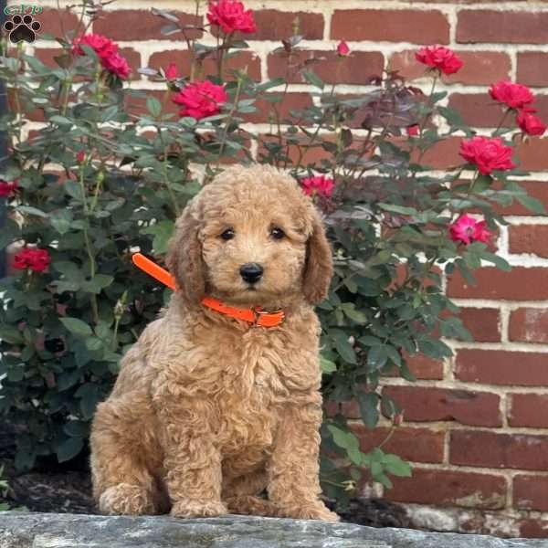 Wilma, Mini Labradoodle Puppy