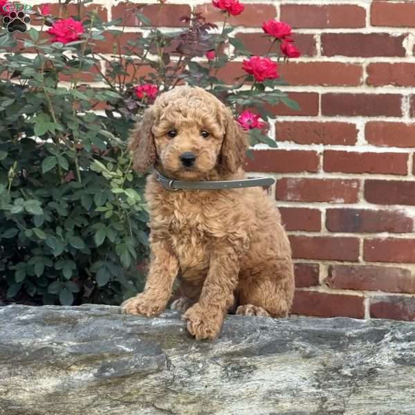 Wendy, Mini Labradoodle Puppy
