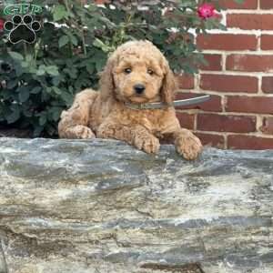 Wendy, Mini Labradoodle Puppy