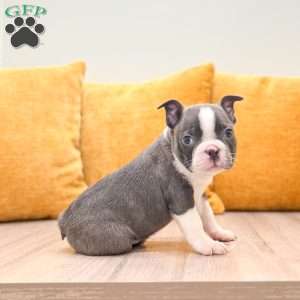 Bruse, Boston Terrier Puppy