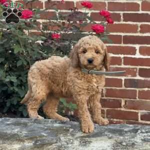 Wendy, Mini Labradoodle Puppy