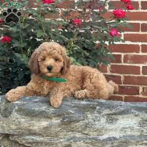 Woody, Mini Labradoodle Puppy