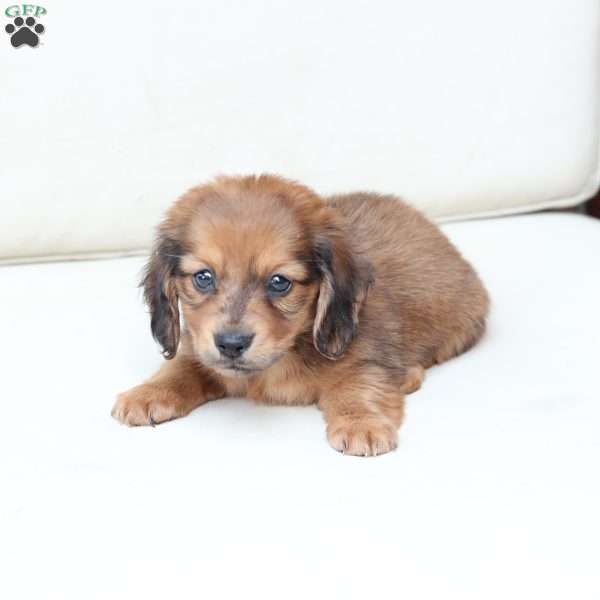 Hazel, Dachshund Puppy