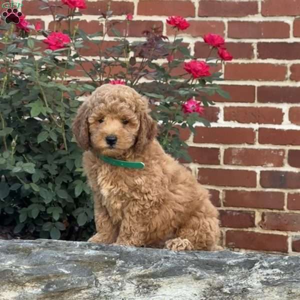 Woody, Mini Labradoodle Puppy