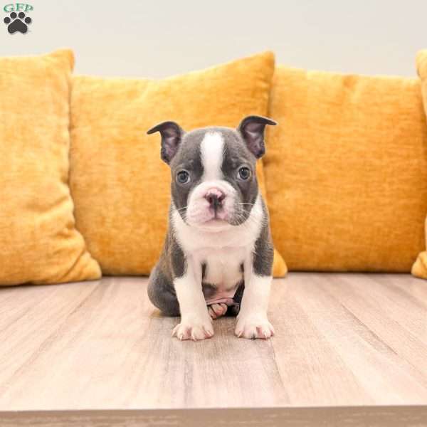 Bruse, Boston Terrier Puppy
