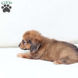 Hazel, Dachshund Puppy