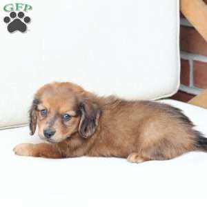 Hazel, Dachshund Puppy
