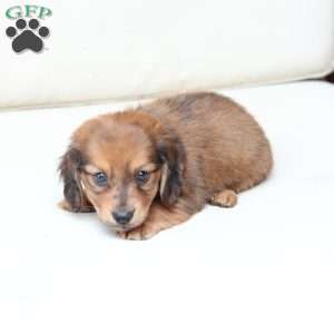 Hazel, Dachshund Puppy