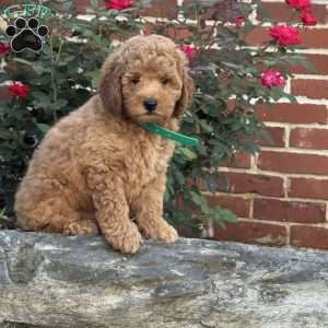 Woody, Mini Labradoodle Puppy