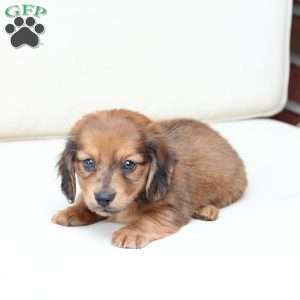 Hazel, Dachshund Puppy