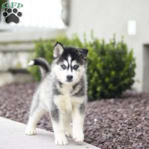 Sage, Siberian Husky Puppy