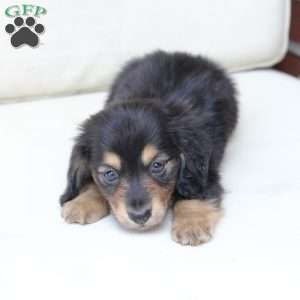Ellie, Dachshund Puppy