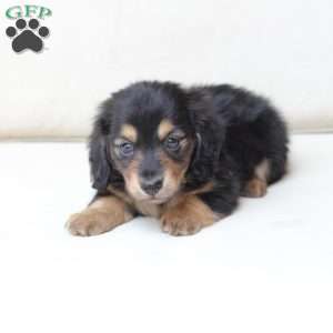 Ellie, Dachshund Puppy
