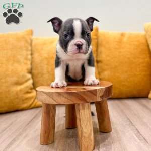 Bruse, Boston Terrier Puppy