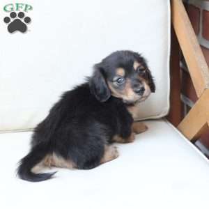 Ellie, Dachshund Puppy