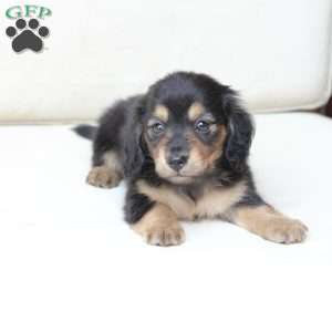 Ellie, Dachshund Puppy