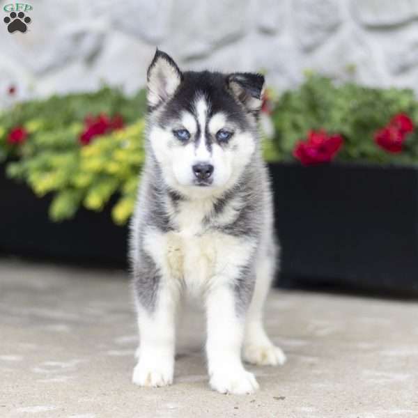 Sage, Siberian Husky Puppy