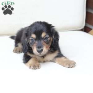 Ellie, Dachshund Puppy