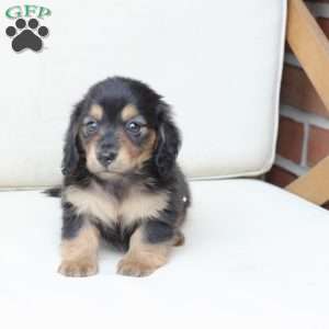 Ellie, Dachshund Puppy