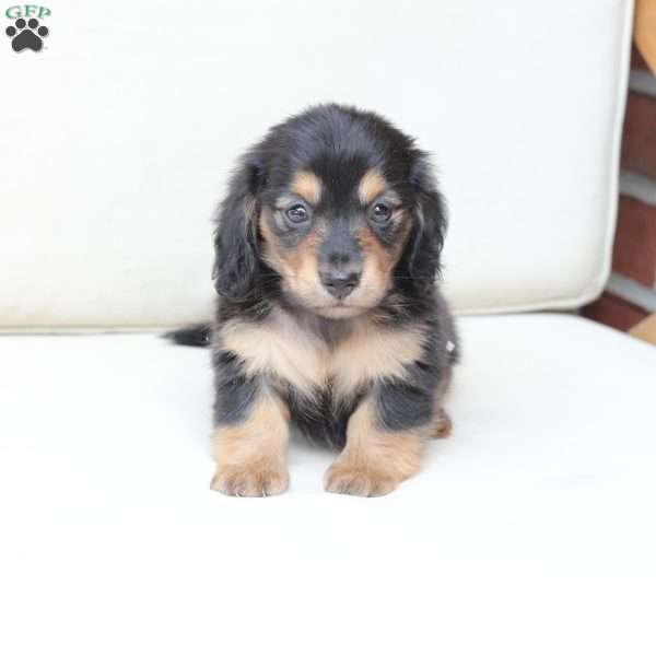 Ellie, Dachshund Puppy
