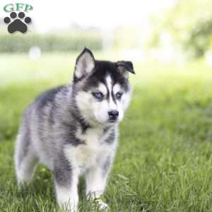 Sage, Siberian Husky Puppy