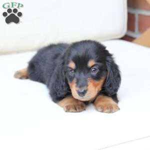 Enzo, Dachshund Puppy