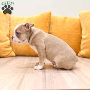 Amber, Boston Terrier Puppy
