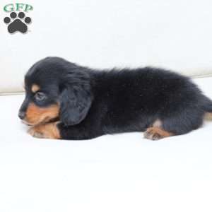 Enzo, Dachshund Puppy