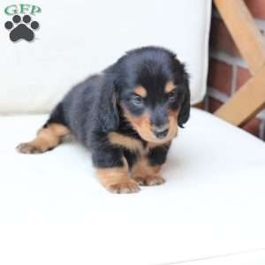 Enzo, Dachshund Puppy