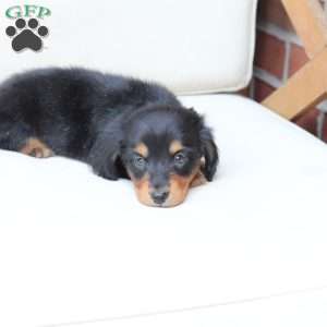 Enzo, Dachshund Puppy