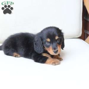 Enzo, Dachshund Puppy