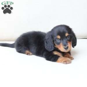 Enzo, Dachshund Puppy