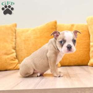 Amber, Boston Terrier Puppy