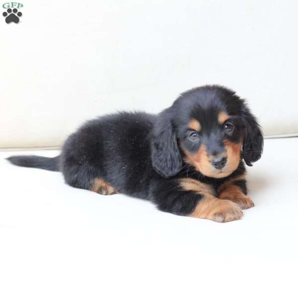 Enzo, Dachshund Puppy