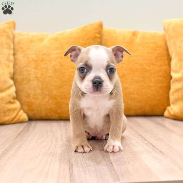 Amber, Boston Terrier Puppy