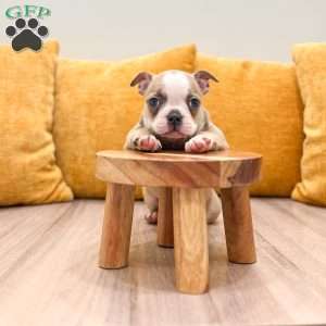Amber, Boston Terrier Puppy