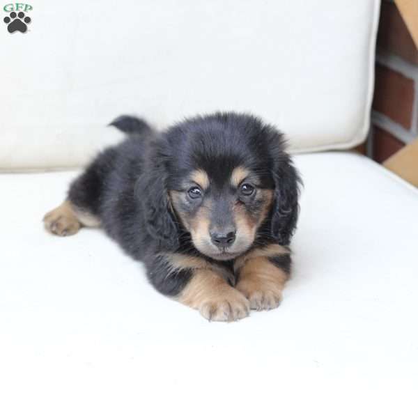Ziggy, Dachshund Puppy