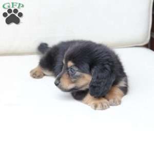 Ziggy, Dachshund Puppy
