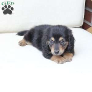 Ziggy, Dachshund Puppy
