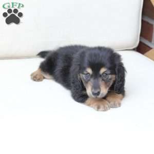 Ziggy, Dachshund Puppy