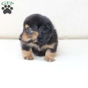 Ziggy, Dachshund Puppy