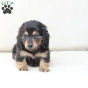 Ziggy, Dachshund Puppy